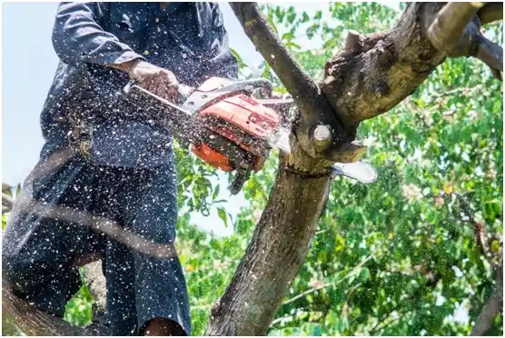 tree services Prairie Heights